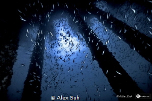 Raining Fish by Alex Suh 